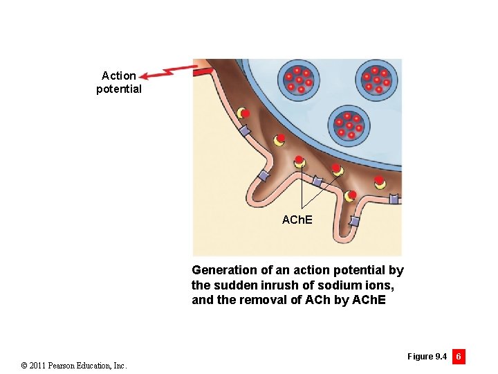 Action potential ACh. E Generation of an action potential by the sudden inrush of