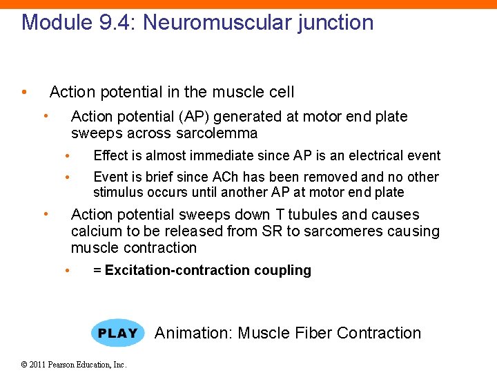 Module 9. 4: Neuromuscular junction • Action potential in the muscle cell • Action