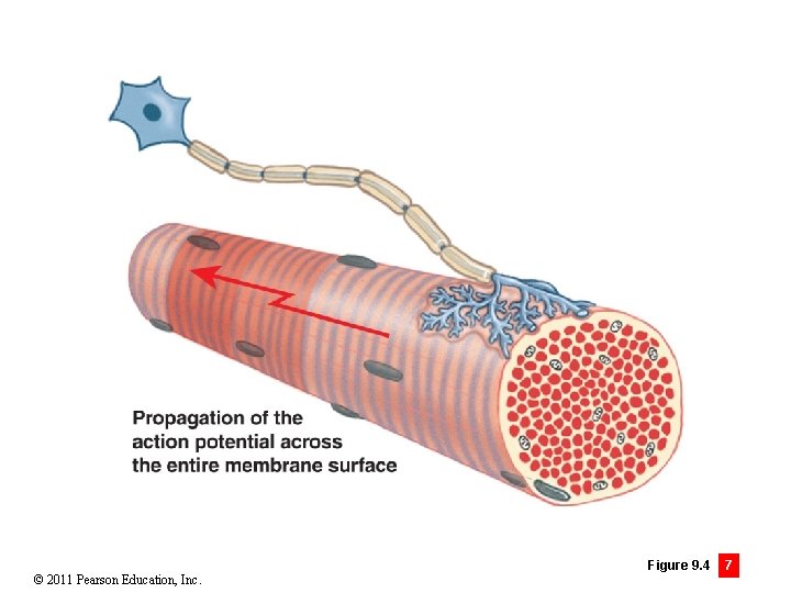 © 2011 Pearson Education, Inc. Figure 9. 4 7 