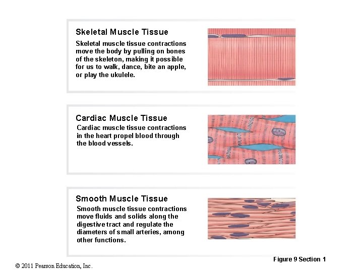 Skeletal Muscle Tissue Skeletal muscle tissue contractions move the body by pulling on bones