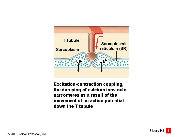 T tubule Sarcoplasm Ca 2+ Sarcoplasmic reticulum (SR) Ca 2+ Excitation-contraction coupling, the dumping