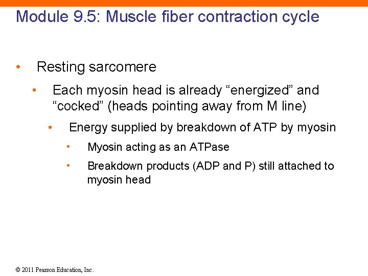 Module 9. 5: Muscle fiber contraction cycle • Resting sarcomere • Each myosin head