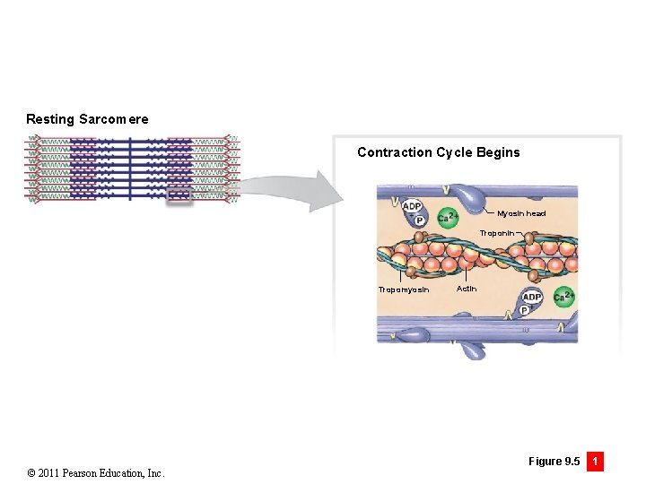 Resting Sarcomere Contraction Cycle Begins Myosin head Troponin Tropomyosin © 2011 Pearson Education, Inc.