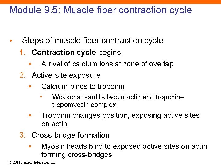 Module 9. 5: Muscle fiber contraction cycle • Steps of muscle fiber contraction cycle