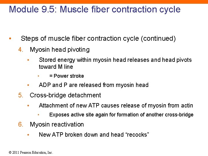Module 9. 5: Muscle fiber contraction cycle • Steps of muscle fiber contraction cycle