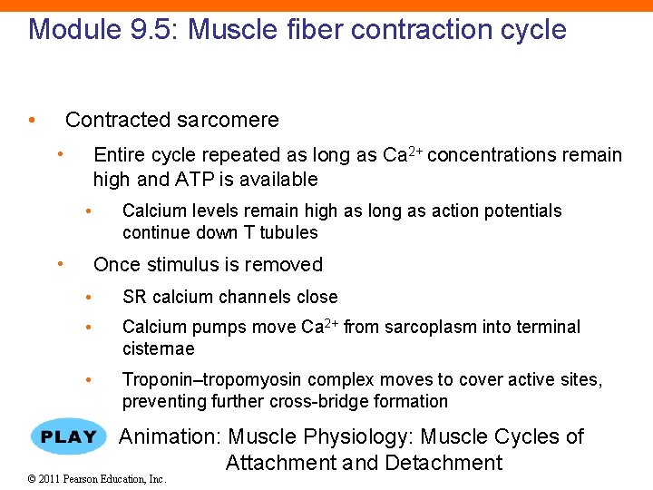 Module 9. 5: Muscle fiber contraction cycle • Contracted sarcomere • Entire cycle repeated