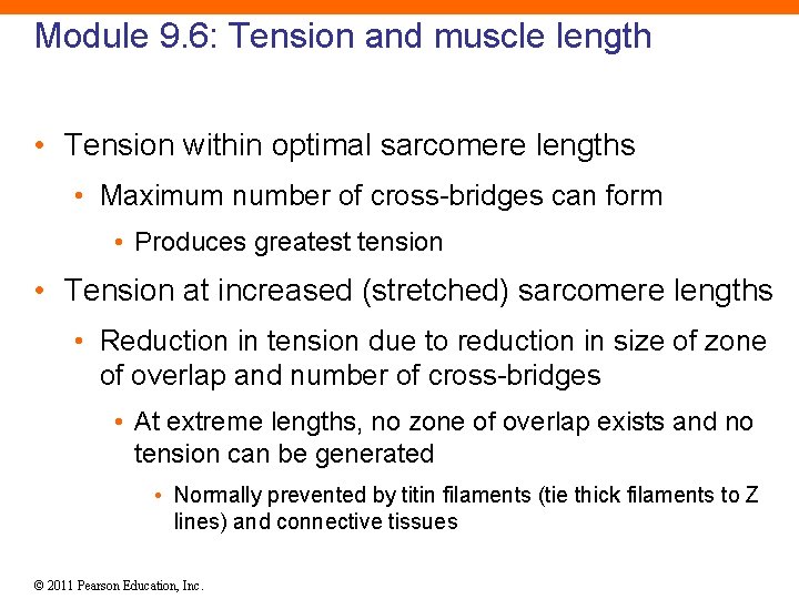 Module 9. 6: Tension and muscle length • Tension within optimal sarcomere lengths •