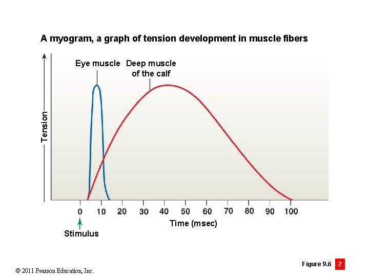 A myogram, a graph of tension development in muscle fibers Tension Eye muscle Deep