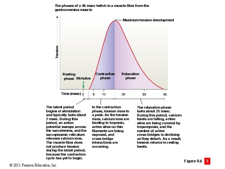The phases of a 40 -msec twitch in a muscle fiber from the gastrocnemius