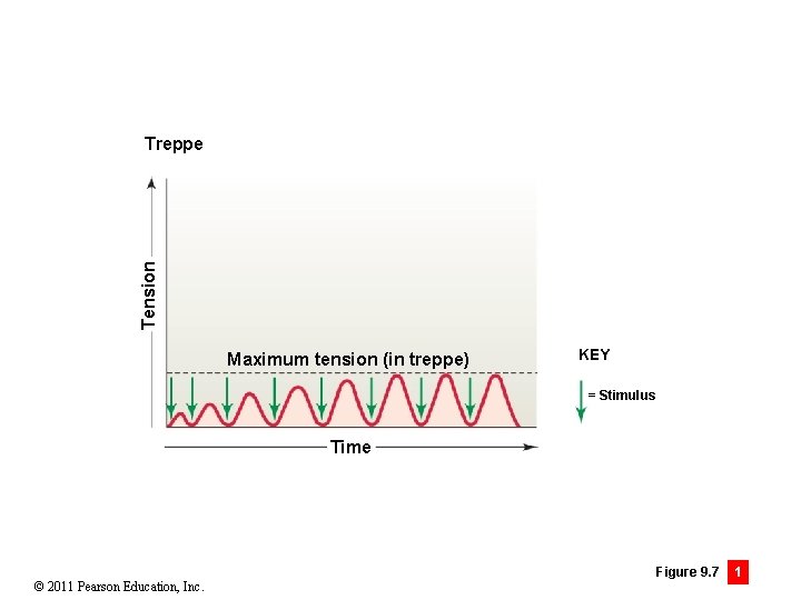 Tension Treppe Maximum tension (in treppe) KEY = Stimulus Time © 2011 Pearson Education,