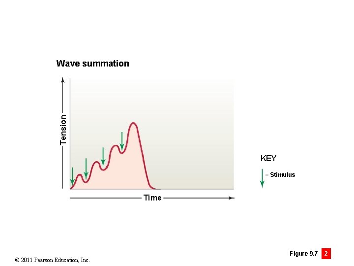 Tension Wave summation KEY = Stimulus Time © 2011 Pearson Education, Inc. Figure 9.