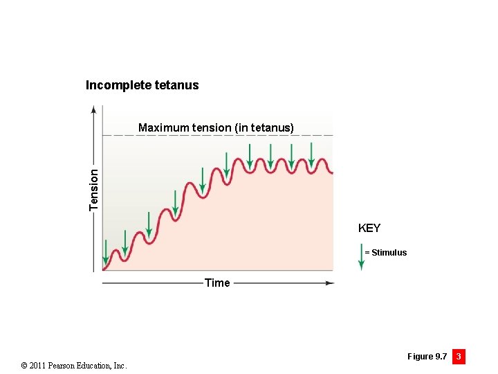 Incomplete tetanus Tension Maximum tension (in tetanus) KEY = Stimulus Time © 2011 Pearson