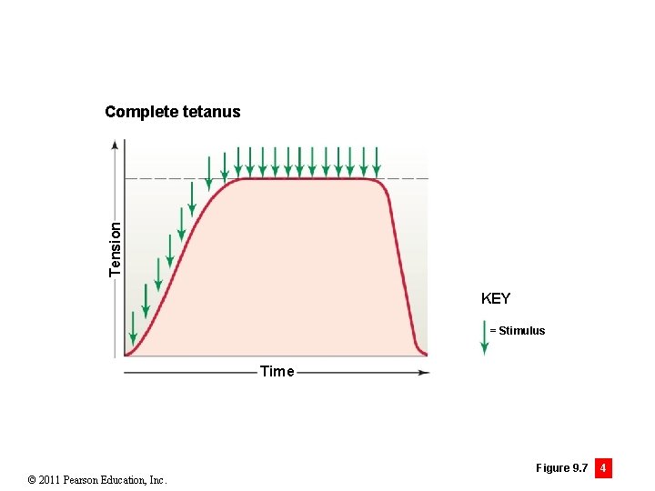 Tension Complete tetanus KEY = Stimulus Time © 2011 Pearson Education, Inc. Figure 9.