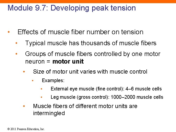 Module 9. 7: Developing peak tension • Effects of muscle fiber number on tension