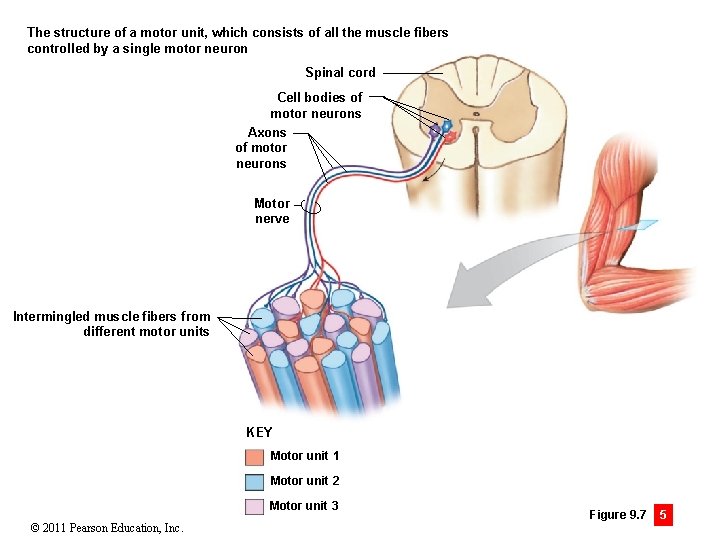 The structure of a motor unit, which consists of all the muscle fibers controlled