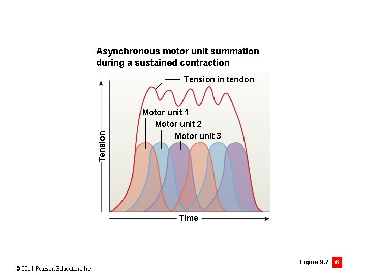 Asynchronous motor unit summation during a sustained contraction Tension in tendon Motor unit 1