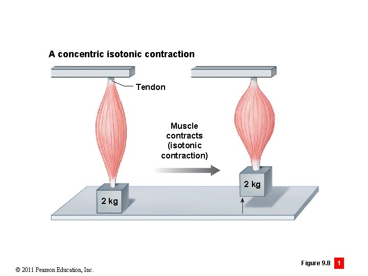 A concentric isotonic contraction Tendon Muscle contracts (isotonic contraction) 2 kg © 2011 Pearson