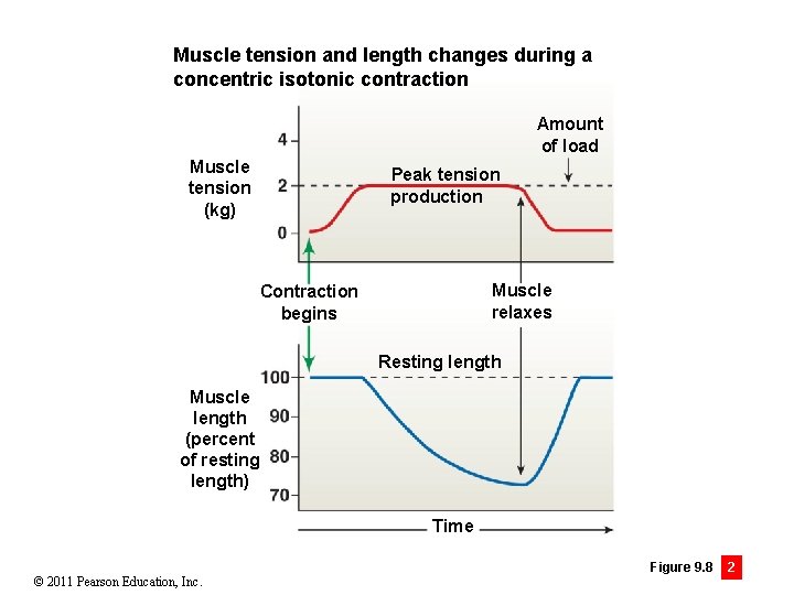 Muscle tension and length changes during a concentric isotonic contraction Amount of load Muscle