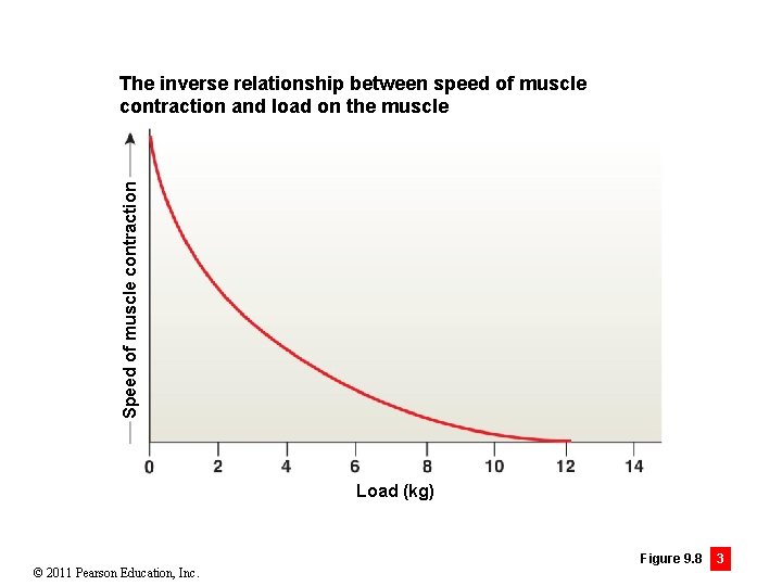 Speed of muscle contraction The inverse relationship between speed of muscle contraction and load