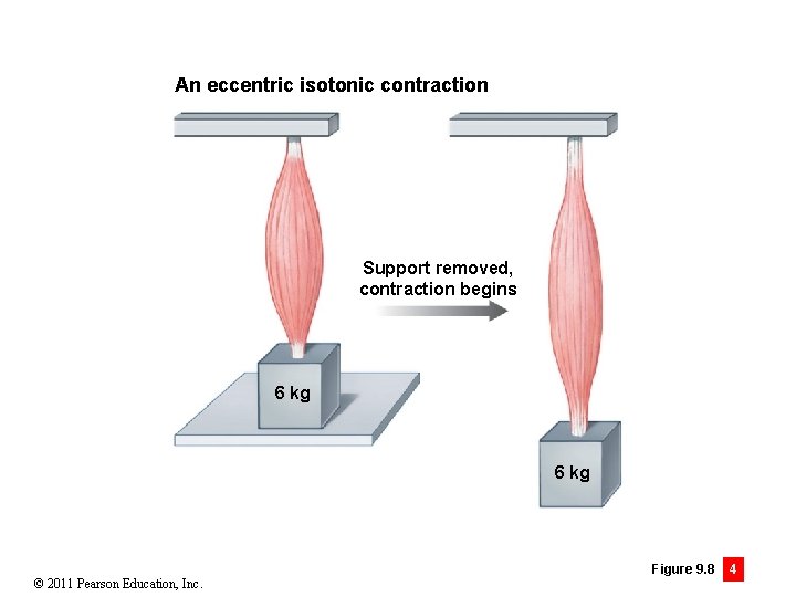 An eccentric isotonic contraction Support removed, contraction begins 6 kg © 2011 Pearson Education,