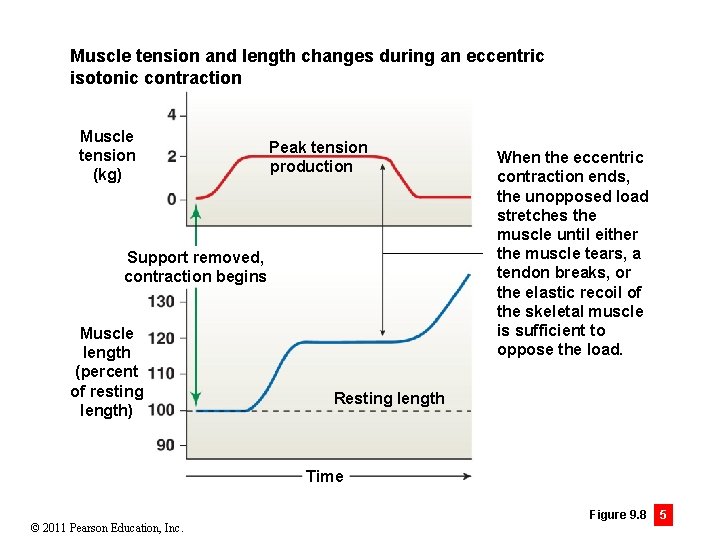 Muscle tension and length changes during an eccentric isotonic contraction Muscle tension (kg) Peak