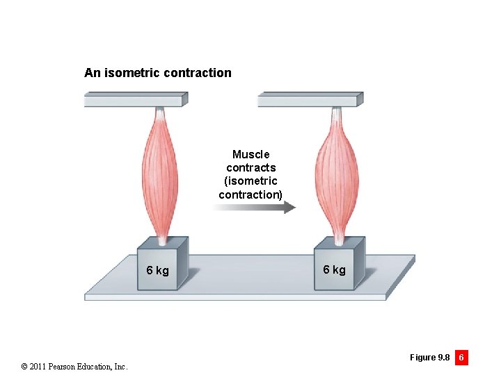 An isometric contraction Muscle contracts (isometric contraction) 6 kg © 2011 Pearson Education, Inc.