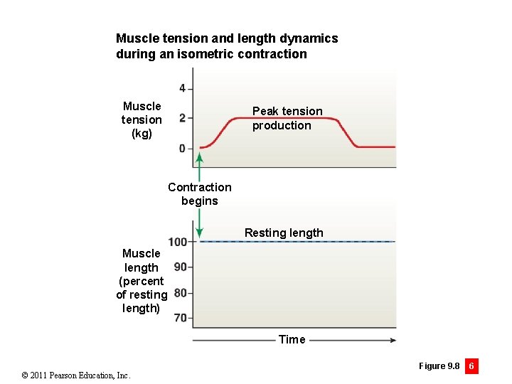 Muscle tension and length dynamics during an isometric contraction Muscle tension (kg) Peak tension