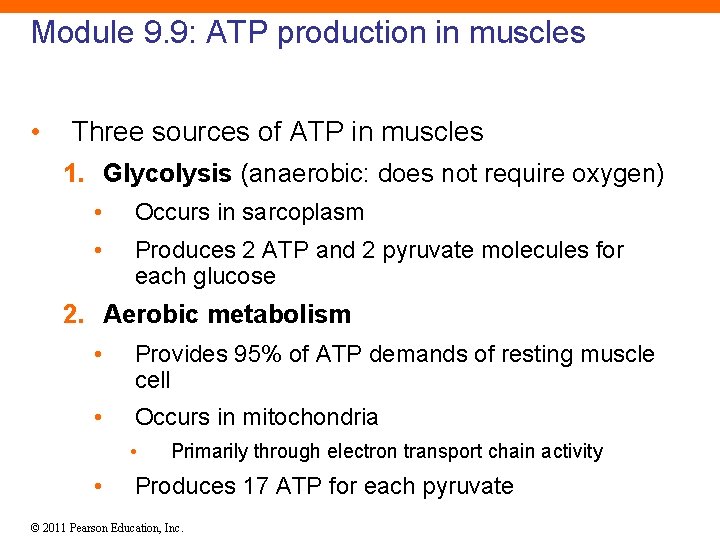 Module 9. 9: ATP production in muscles • Three sources of ATP in muscles