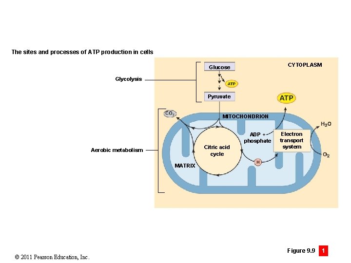 The sites and processes of ATP production in cells CYTOPLASM Glucose Glycolysis Pyruvate MITOCHONDRION