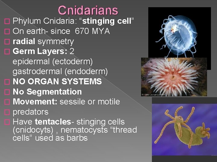 Cnidarians Phylum Cnidaria: “stinging cell” On earth- since 670 MYA radial symmetry Germ Layers: