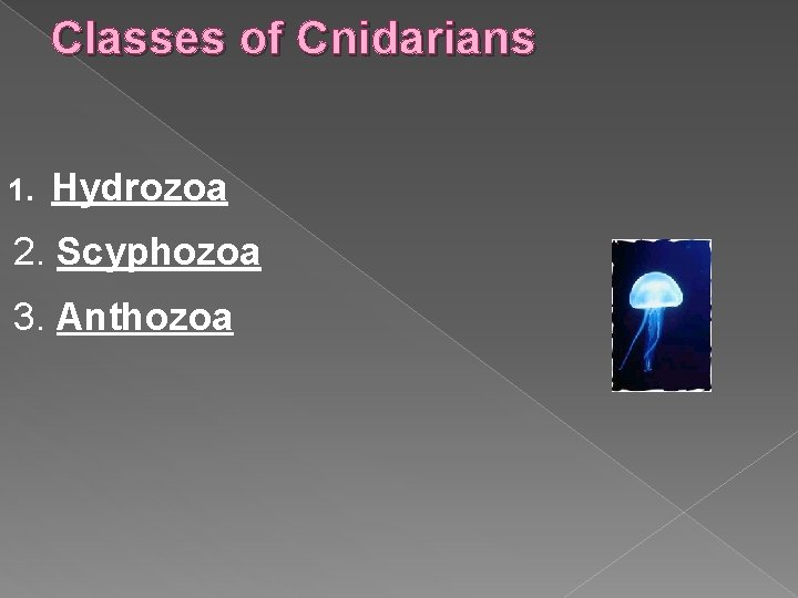 Classes of Cnidarians 1. Hydrozoa 2. Scyphozoa 3. Anthozoa 