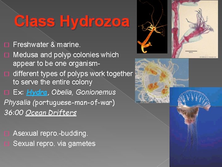 Class Hydrozoa Freshwater & marine. � Medusa and polyp colonies which appear to be