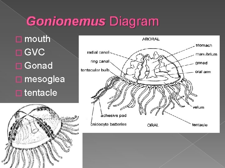 Gonionemus Diagram � mouth � GVC � Gonad � mesoglea � tentacle 