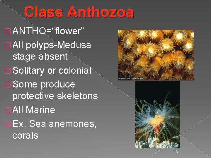 Class Anthozoa � ANTHO=“flower” � All polyps-Medusa stage absent � Solitary or colonial �