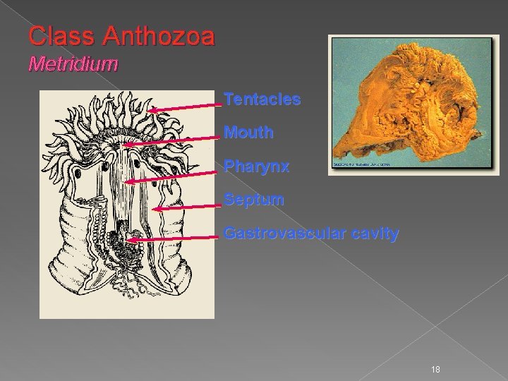 Class Anthozoa Metridium Tentacles Mouth Pharynx Septum Gastrovascular cavity 18 