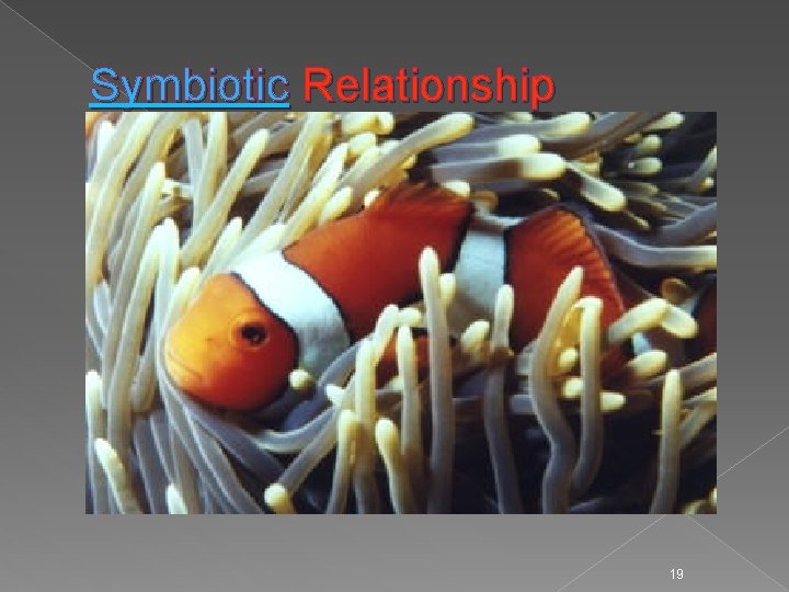 Symbiotic Relationship 19 