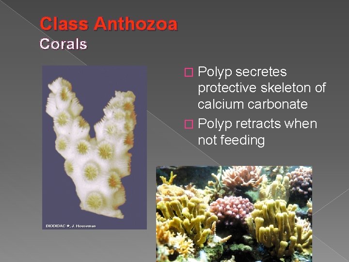 Class Anthozoa Corals Polyp secretes protective skeleton of calcium carbonate � Polyp retracts when