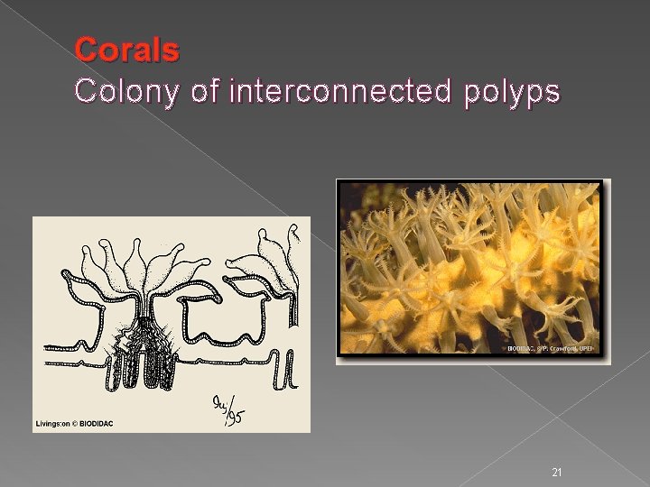 Corals Colony of interconnected polyps 21 