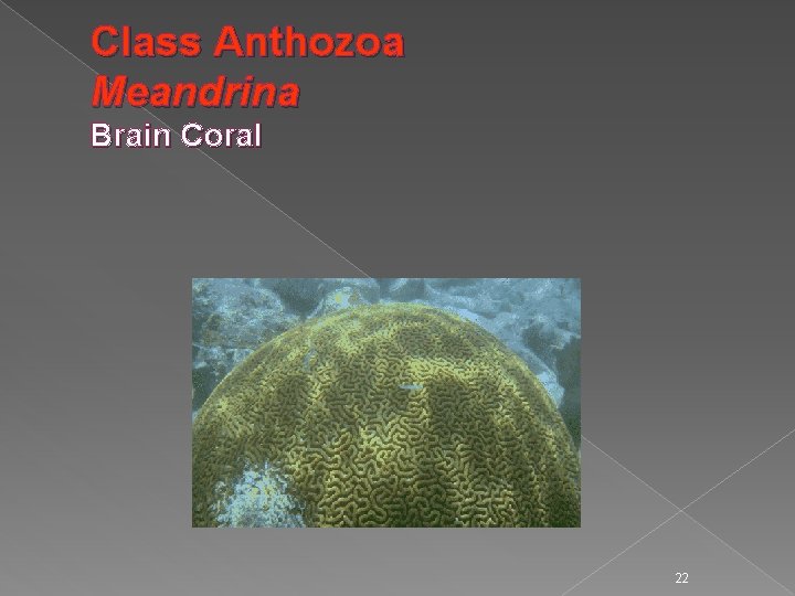 Class Anthozoa Meandrina Brain Coral 22 