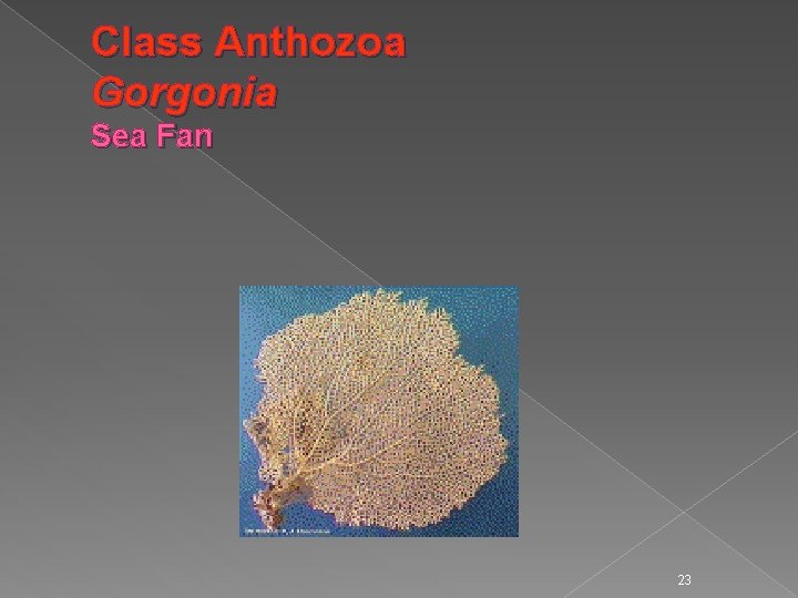 Class Anthozoa Gorgonia Sea Fan 23 