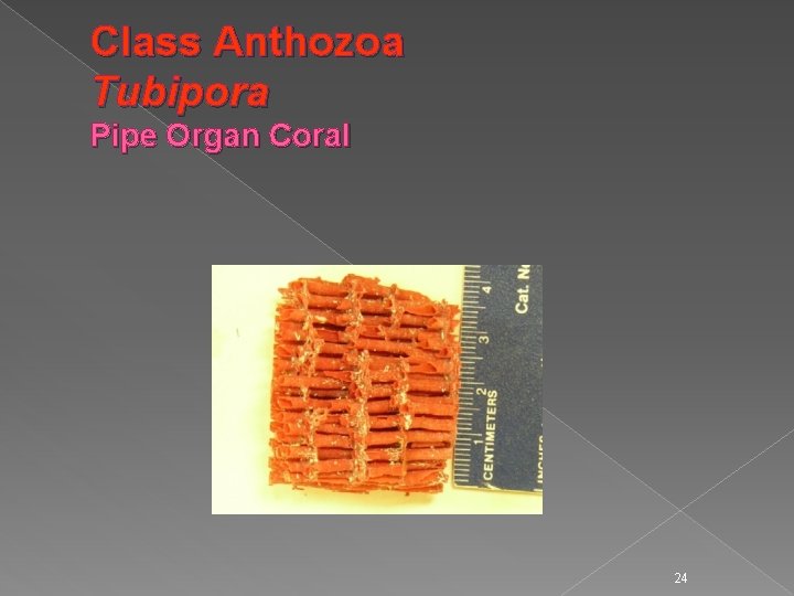 Class Anthozoa Tubipora Pipe Organ Coral 24 