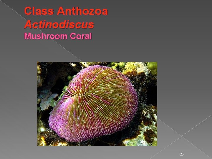 Class Anthozoa Actinodiscus Mushroom Coral 25 
