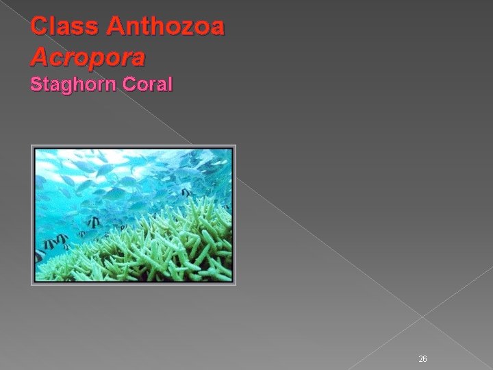 Class Anthozoa Acropora Staghorn Coral 26 