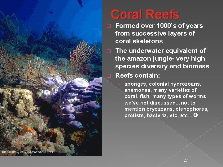 Coral Reefs Formed over 1000’s of years from successive layers of coral skeletons �