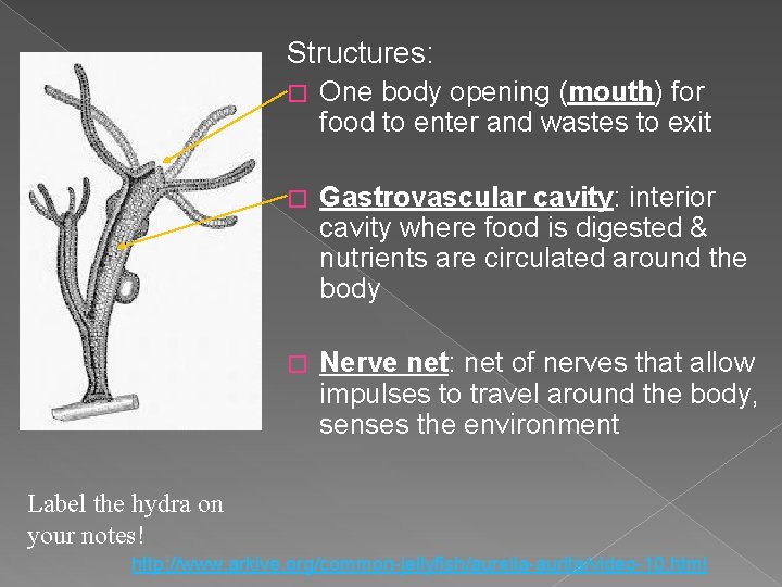 Structures: � One body opening (mouth) for food to enter and wastes to exit