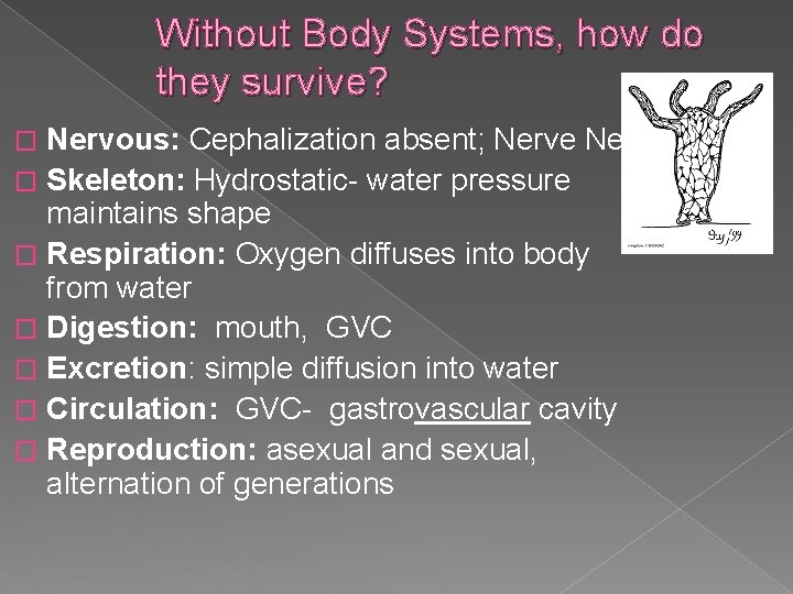 Without Body Systems, how do they survive? Nervous: Cephalization absent; Nerve Net� Skeleton: Hydrostatic-