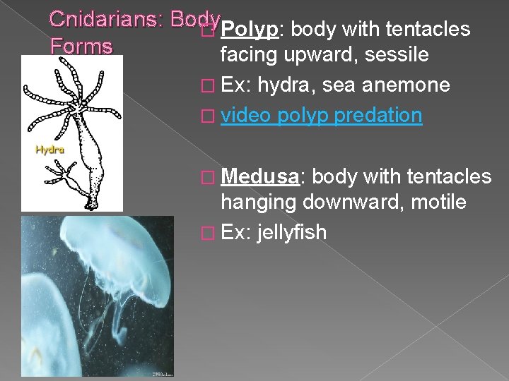 Cnidarians: Body � Polyp: body with tentacles Forms facing upward, sessile � Ex: hydra,