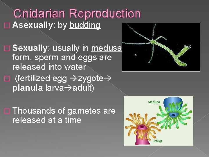 Cnidarian Reproduction � Asexually: by budding � Sexually: usually in medusa form, sperm and