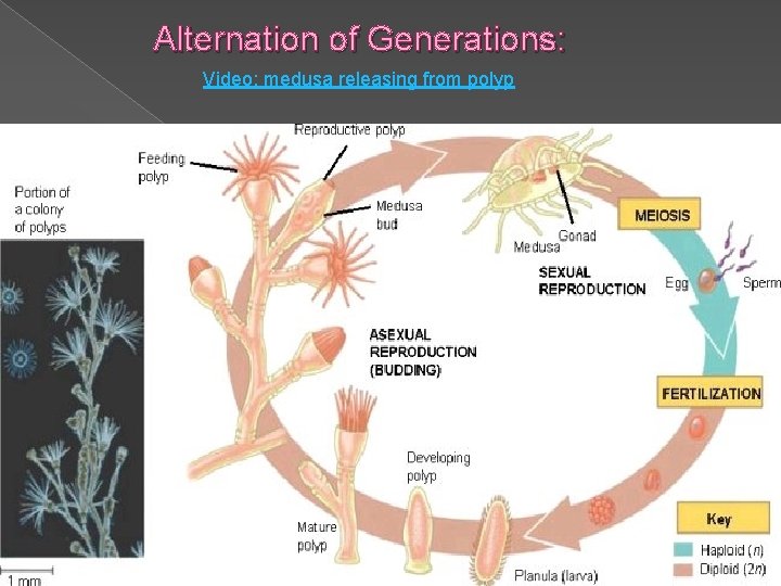 Alternation of Generations: Video: medusa releasing from polyp 