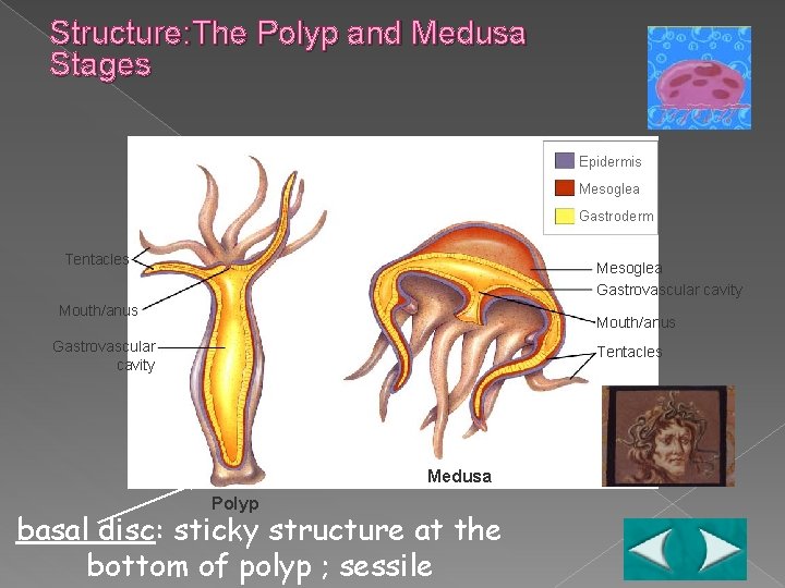 Structure: The Polyp and Medusa Stages Epidermis Mesoglea Gastroderm Tentacles Mesoglea Gastrovascular cavity Mouth/anus